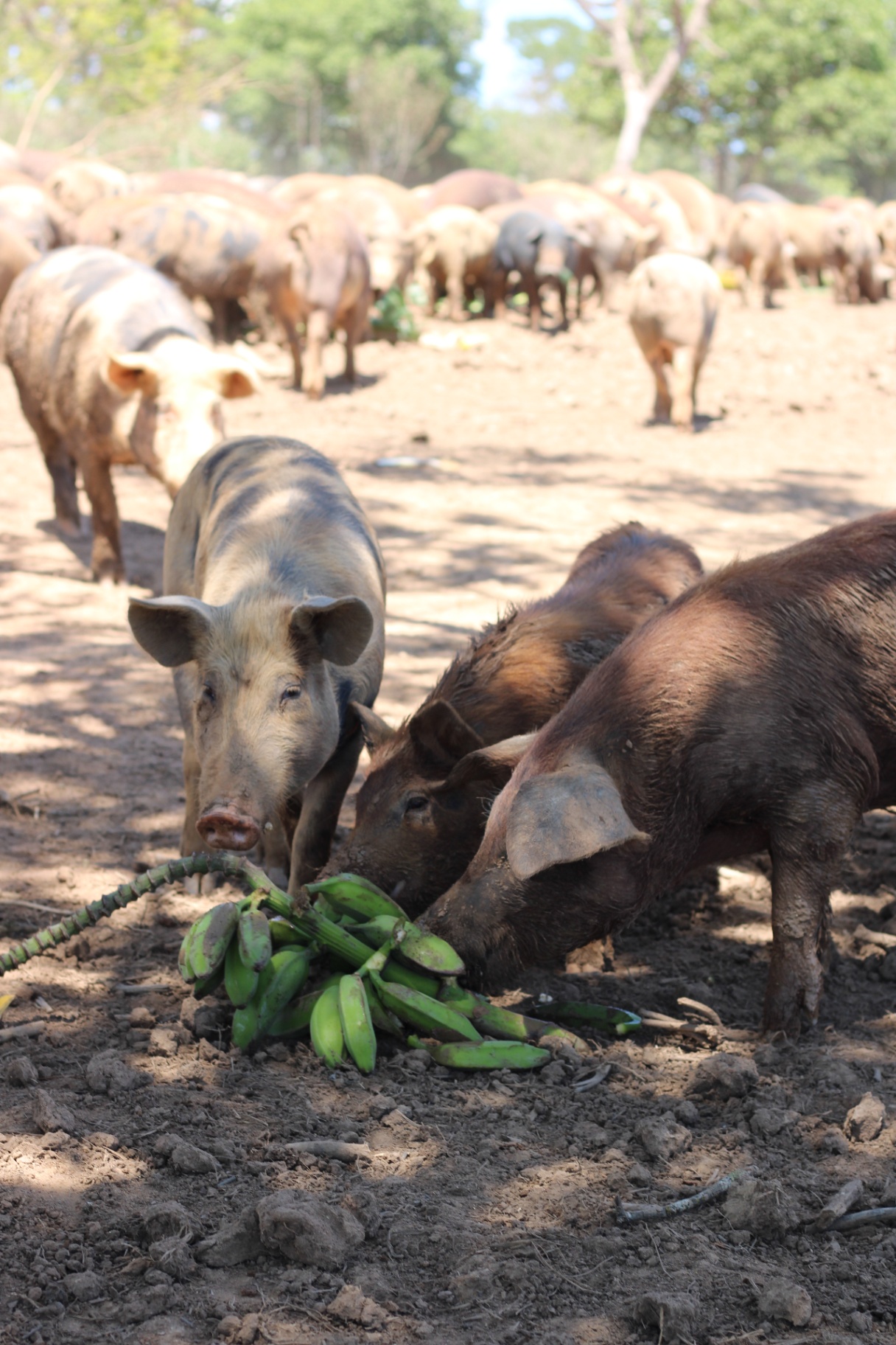 Porcos comendo cachos de banana da nossa própria plantação
